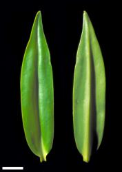 Veronica macrocarpa. Leaf surfaces, adaxial (left) and abaxial (right). Scale = 10 mm. This plant matches material identified as var. macrocarpa.
 Image: W.M. Malcolm © Te Papa CC-BY-NC 3.0 NZ